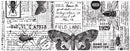 Tim Holtz Idea-Ology Collage Paper 6"X6yds Entomology