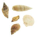 Value Craft Mixed Multicolour Shells 100g