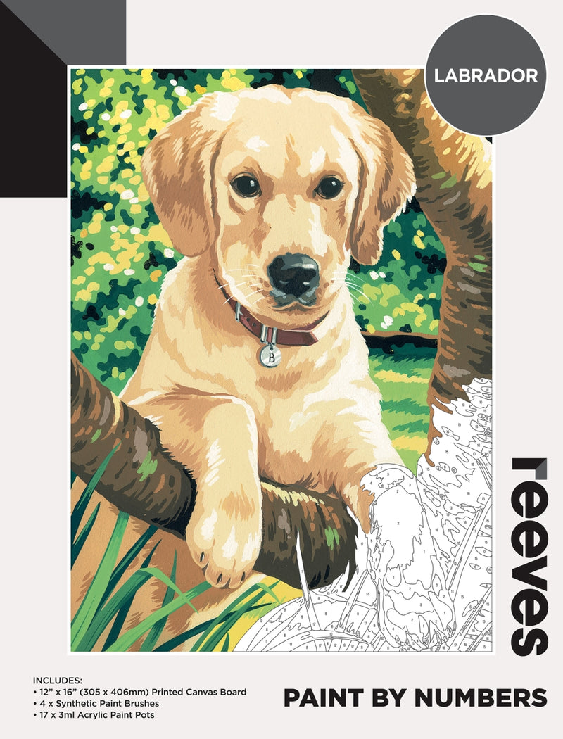 Reeves Paint By Numbers 12x16inch Labrador