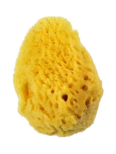 Royal Sea Silk Sponge