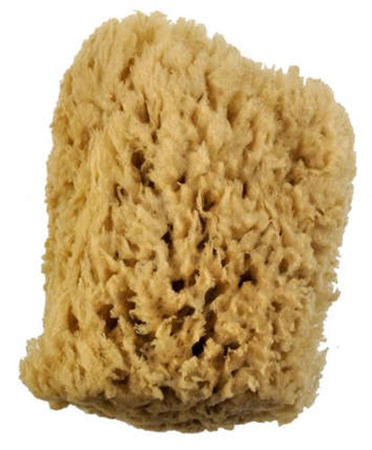 Wool Sponge#Dimensions_5-6 INCH