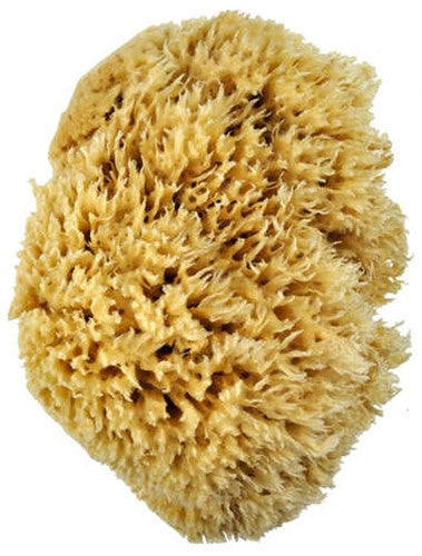 Wool Sponge