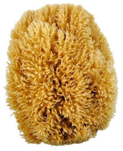 Grass Sponge 6-7 Inch
