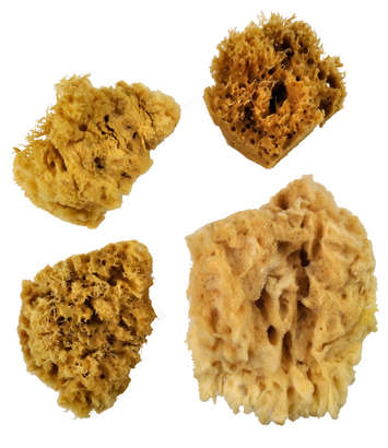 Royal Wool Sponge Set (3 Medium Wool + Free Jumbo)